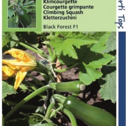 Hortitops Zaden - Klimcourgette Zaden Black Forest F1 - Inh.: 8 Zaden