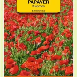 OBZ Klaproos Rood (Papaver Rhoeas)