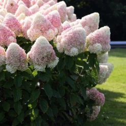 Hydrangea Paniculata Living Summer Love®