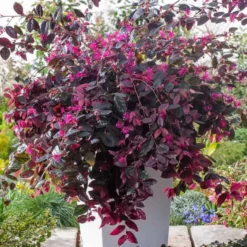 Merkloos 2x Loropetalum Chinense ‘Fire Dance’ – Heksenstruik In C2 Liter Pot Met Planthoogte 20-30cm