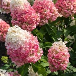Hydrangea Paniculata Living Pinky Promise®