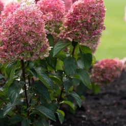 Hydrangea Paniculata Living Pinky Promise® -Exporteren Buiten Groen Winkel 833x1200 16