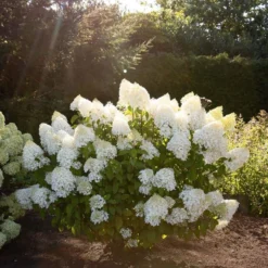 Hydrangea Paniculata Living Sugar Rush®