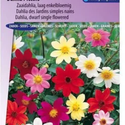 Sluis Garden - Dahlia Piccolo Mix