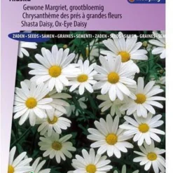 Sluis Garden - Margriet Alaska (Chrysanth)