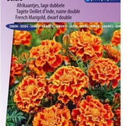 Sluis Garden - Afrikaan Bolero