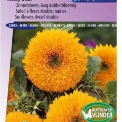 Sluis Garden - Zonnebloem Teddy Bear (Helianthus Annuus)