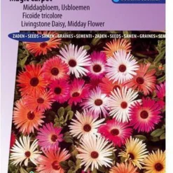 Sluis Garden - IJsbloem Magic Carpet Mix (Middagbloem)