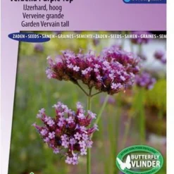 Sluis Garden - Verbena Purple Top (IJzerhard)