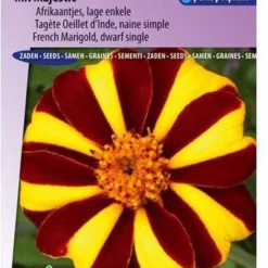 Sluis Garden - Afrikaan Mr. Majestic