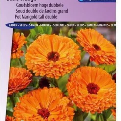 Sluis Garden - Goudsbloem Ball's Orange