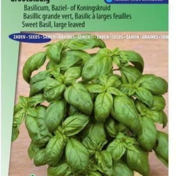 Sluis Garden - Basilicum Grove, Grootbladige (Ocimum Basilicum)