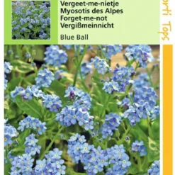 Hortitops - Vergeet-Me-Nietje Bloemzaad - Myosotis Alpestris - Blue Ball -Exporteren Buiten Groen Winkel 840x1200 4
