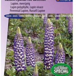Sluis Garden - Lupine The Governor (Lupinus)