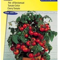 Sluis Garden - Kerstomaat, Pottomaat Minibel