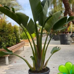 Strelitzia Augusta 155 Cm De Grove, Ruige Soort Met Dikker Blad Zo Uit Het Buitenland.
