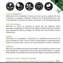 Buzzy® Lavas (Maggiplant) -Exporteren Buiten Groen Winkel 846x1200 3