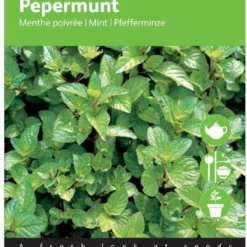 Buzzy Zaden Pepermunt