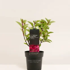 Hydrangea Paniculata Living Pinky Promise® -Exporteren Buiten Groen Winkel 850x1200 2