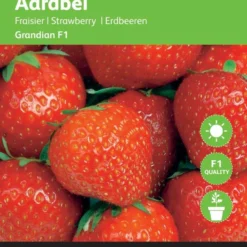 Buzzy® Aardbeien Grandian F1 -Exporteren Buiten Groen Winkel 860x1200 4