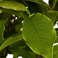 Merkloos Magnolia Susan Op Stam - Totale Hoogte 85 Cm -Exporteren Buiten Groen Winkel 870x1200 1