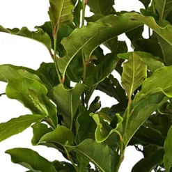 Merkloos Magnolia Susan Op Stam - Totale Hoogte 85 Cm -Exporteren Buiten Groen Winkel 870x1200 2