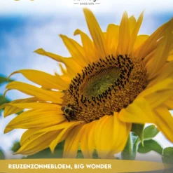 Tuin De Bruijn® Zaden - Reuzenzonnebloem - Zonnebloem Big Wonder