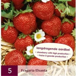 Jub Holland Elsanta Aardbeienplanten 10 Stuks - Zoete En Sappige Aardbeien - Fruitplanten - Kleinfruit - Garden Select -Exporteren Buiten Groen Winkel 883x1200 1