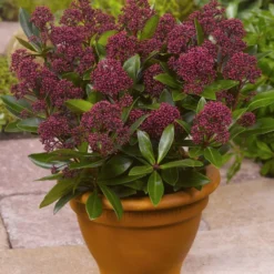 Merkloos 2x Skimmia Japonica Rubinetta - Bloem Skimmia In 3 Liter Pot Met Planthoogte 30-40cm