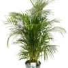 Grote Arecapalm Kamerplant (Goudpalm) | Areca Dypsis Lutescens|Kamerplant In Pot | ↕ Hoogte 150cm | Ø27cm