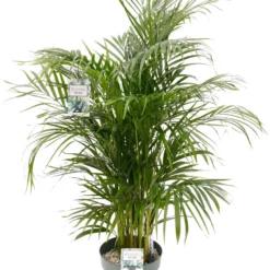 Grote Arecapalm Kamerplant (Goudpalm) | Areca Dypsis Lutescens|Kamerplant In Pot | ↕ Hoogte 150cm | Ø27cm