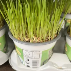 Kattengras - Gerst - Huisdier - Diervriendelijke Kamerplant - Triticum Aestivum - Potmaat Ø12cm - 2 Stuks -Exporteren Buiten Groen Winkel 899x1200 11