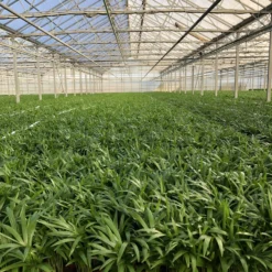 Areca In Siermand Amber Wit – Luchtzuiverende Kamerplant – Eenvoudig Te Onderhouden Goudpalm - ↕35-50cm - Ø13 – Geleverd Met Plantenpot – Vers Uit De Kwekerij -Exporteren Buiten Groen Winkel 899x1200 14