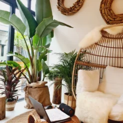 Strelitzia Augusta 180 Cm Hoog ...de Populairste Plant Van Dit Moment. Gratis Persoonlijke Bezorging Om Beschadiging Te Voorkomen En Met Verzorgingsinstructies. Bezorging