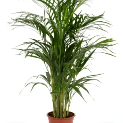 Areca Palm - Goudpalm/Dypsis Lutescens - 85cm Hoog, 19Ø - - Zonder Mand