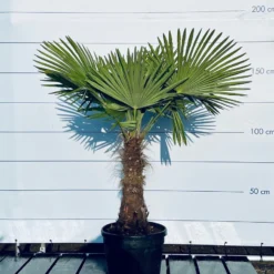Sunnytree - Palmboom - Trachycarpus Fortunei - Winterharde Palmboom Voor Buiten - Hoogte: 160 Cm -Exporteren Buiten Groen Winkel 899x1200 19