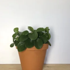 Merkloos Pannenkoekplant - Pilea Peperomioides - P12