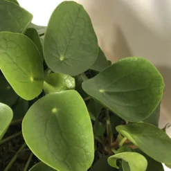 Merkloos Pannenkoekplant - Pilea Peperomioides - P12 -Exporteren Buiten Groen Winkel 899x1200 7