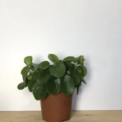 Merkloos Pannenkoekplant - Pilea Peperomioides - P12 -Exporteren Buiten Groen Winkel 899x1200 8
