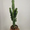 Merkloos Euphorbia Erytrea - Cowboy Cactus - Potmaat 19 Cm - Planthoogte 75 Cm Plants By Suus