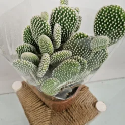 Merkloos Opuntia Microdasys Wit 'Alba' - Konijnenoor Cactus - Potmaat 17 Cm - Planthoogte 35 Cm - Plants By Suus -Exporteren Buiten Groen Winkel 900x1200 11