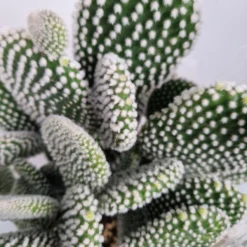 Merkloos Opuntia Microdasys Wit 'Alba' - Konijnenoor Cactus - Potmaat 17 Cm - Planthoogte 35 Cm - Plants By Suus -Exporteren Buiten Groen Winkel 900x1200 12