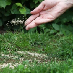 ECOstyle Graszaad Herstel Snelkiemend Gazon Gras – Herstelt Kale Plekken – Vogelwerende Coating – Geschikt Voor Zon- En Schaduw Gazons - Snelle Kieming – 20 – 30M² – 500 GR -Exporteren Buiten Groen Winkel 900x1200 17