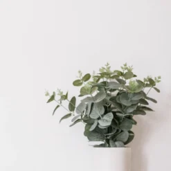 Eucalyptus Gunnii - Gomboom - Heester - Groenblijvend - ⌀17 Cm - 40-50 Cm -Exporteren Buiten Groen Winkel 900x1200 19