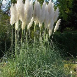 Merkloos 4x Cortaderia Selloana - Pampasgras In 3 Liter Pot