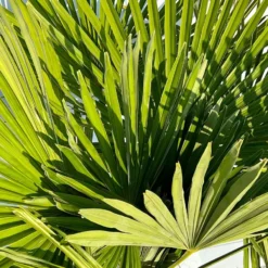 Sunnytree - Palmboom - Trachycarpus Fortunei - Winterharde Palmboom Voor Buiten - Hoogte: 160 Cm -Exporteren Buiten Groen Winkel 900x1200 24