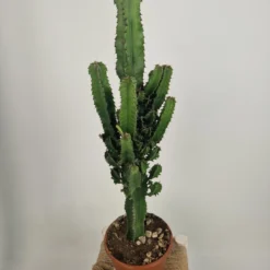 Merkloos Euphorbia Erytrea - Cowboy Cactus - Potmaat 19 Cm - Planthoogte 75 Cm Plants By Suus -Exporteren Buiten Groen Winkel 900x1200 3