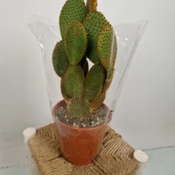 Merkloos Opuntia Microdasys - 'Konijnenoor Cactus' - Oranje 'Rufida' - Potmaat 17 Cm - Planthoogte 35 Cm - Plants By Suus