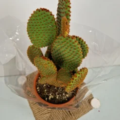 Merkloos Opuntia Microdasys - 'Konijnenoor Cactus' - Oranje 'Rufida' - Potmaat 17 Cm - Planthoogte 35 Cm - Plants By Suus -Exporteren Buiten Groen Winkel 900x1200 7