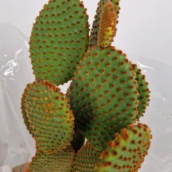 Merkloos Opuntia Microdasys - 'Konijnenoor Cactus' - Oranje 'Rufida' - Potmaat 17 Cm - Planthoogte 35 Cm - Plants By Suus -Exporteren Buiten Groen Winkel 900x1200 8